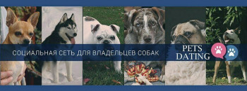 Социальная сеть для владельцев собак